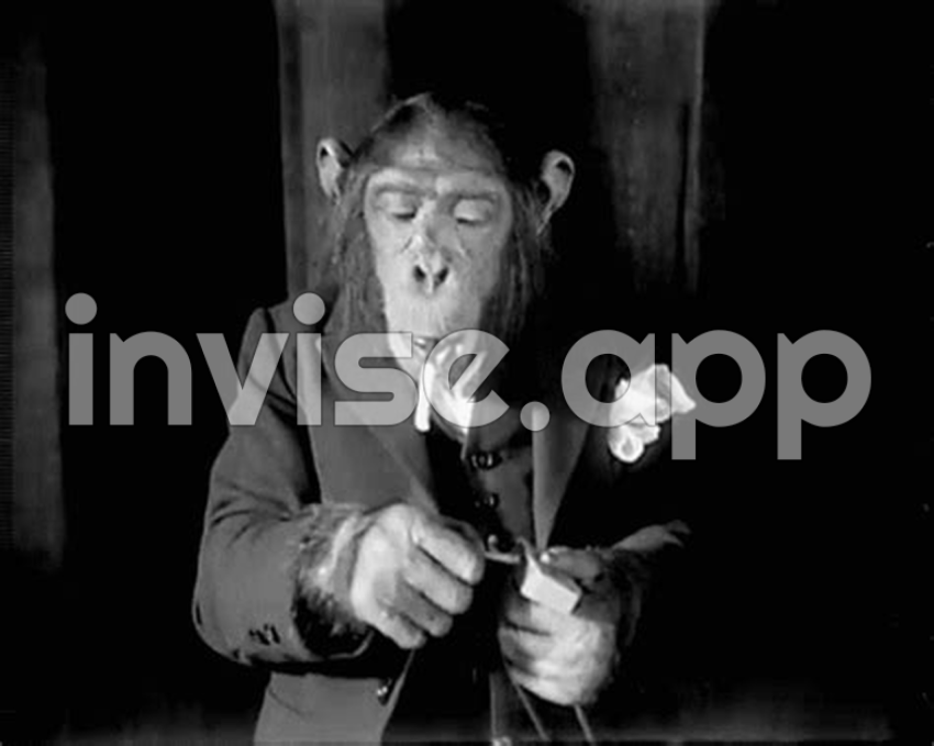 Smoke Gif - Monkey Smoking Chimpanzee Gif On Gifer By Pureskin