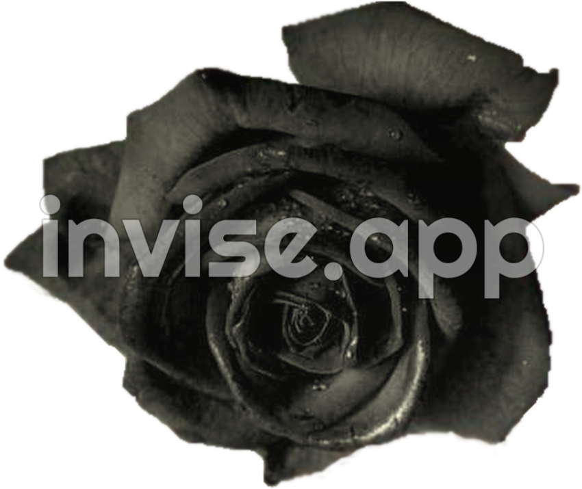 Download Black Roses Blue Rose Full Size Image Kit - Black Rose Bouquet