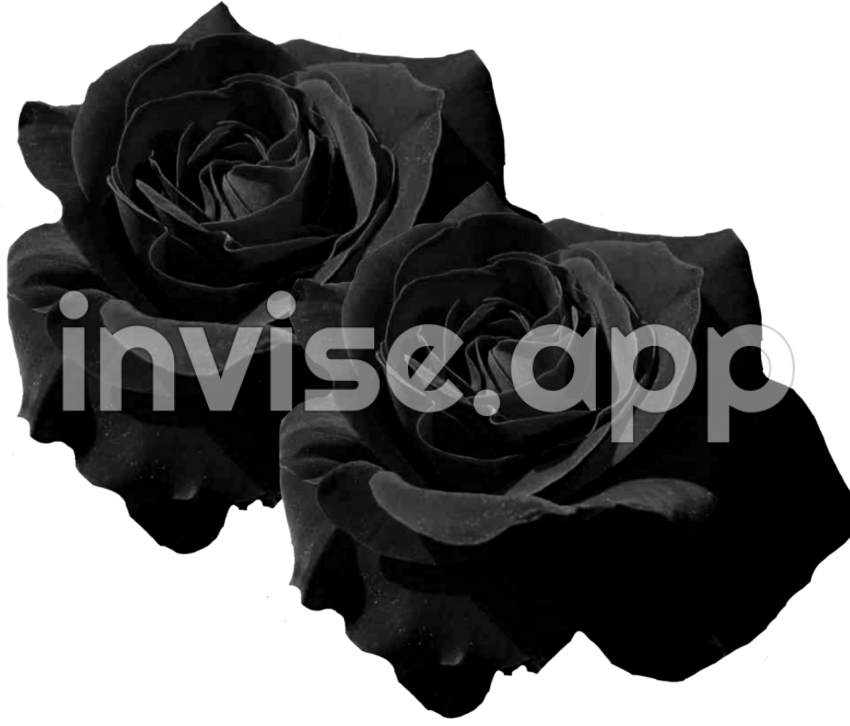 Download Mq Black Roses Rose Flower Flowers Black Rose Flowers - Black Pearl Rose