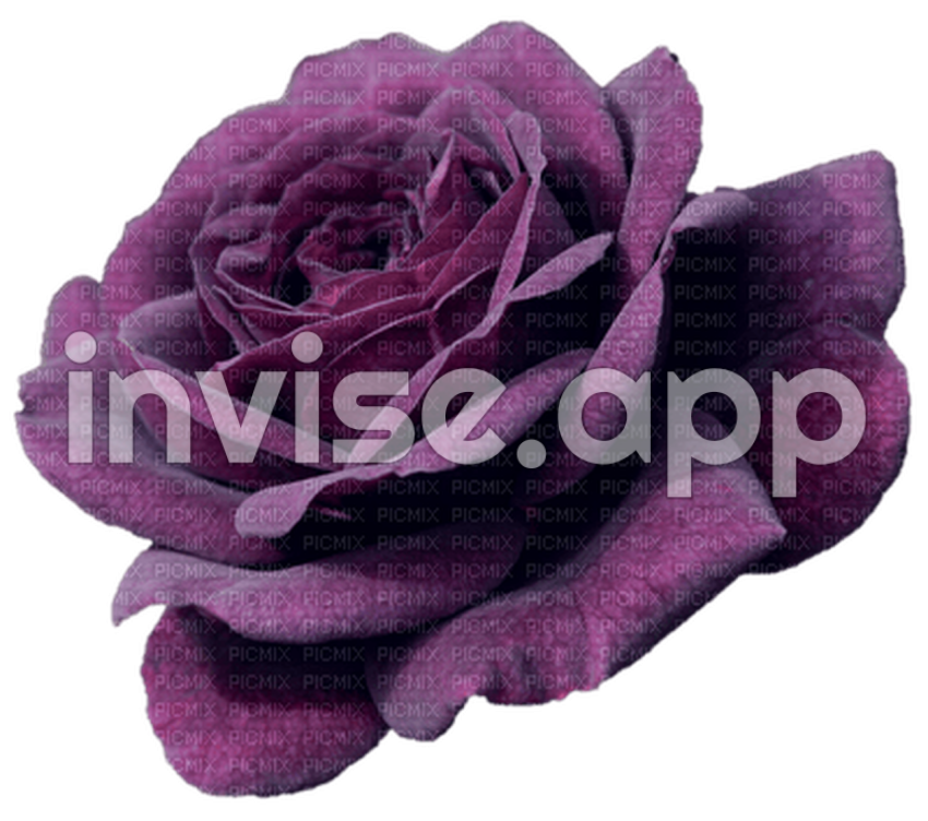 Black And Purple Roses - Purple Rose, Transparent , Purple , Rose , Violet , Dark Free