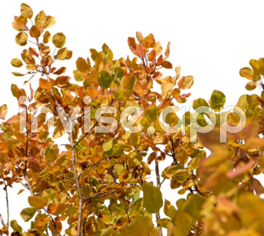 Cotinus , Vector, Psd, And Clipart With Transparent Background For - Cotinus Coggygria