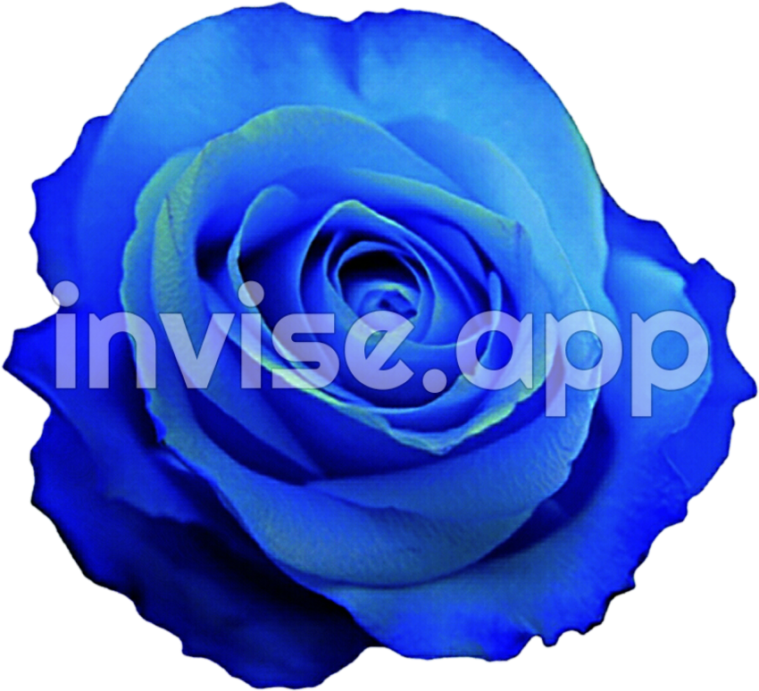 Amazing Blue Roses - [300+] Blue Rose Images Wallpapers