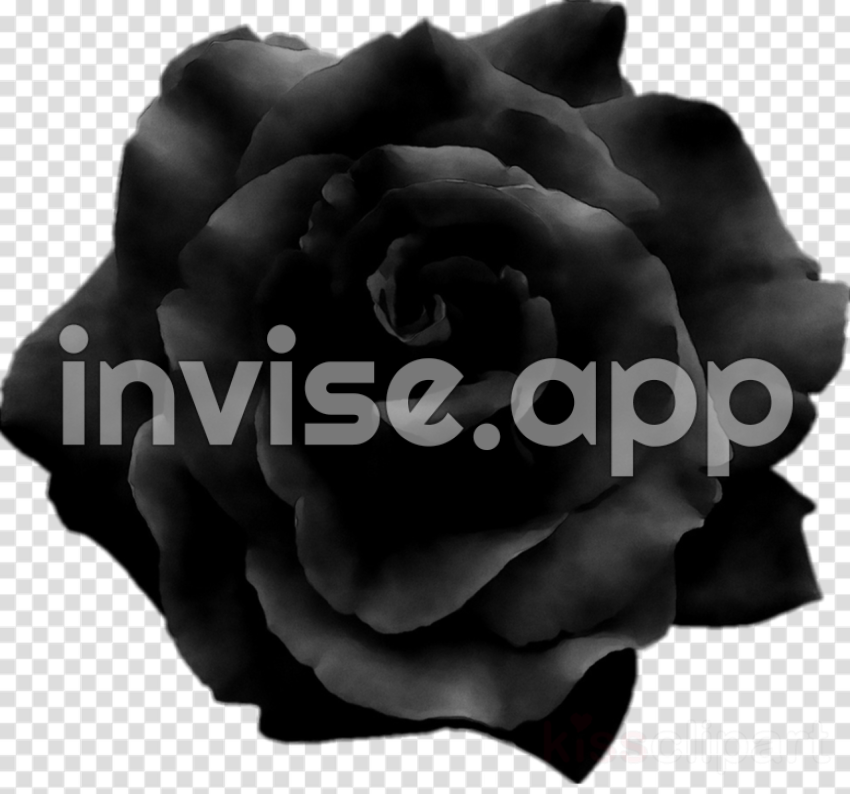 Black Rose Pic - Download High Quality Rose Transparent Black Transparent Images