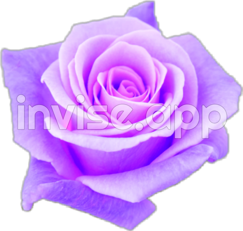 Download Aesthetic Transparent Purple Roses Aesthetic Transparent - Purple Roses Bushes