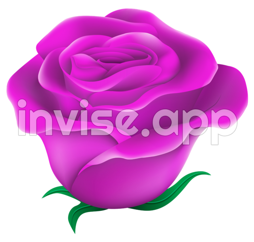 Purple Rose Isolated Pic Mart - Rare Purple Roses