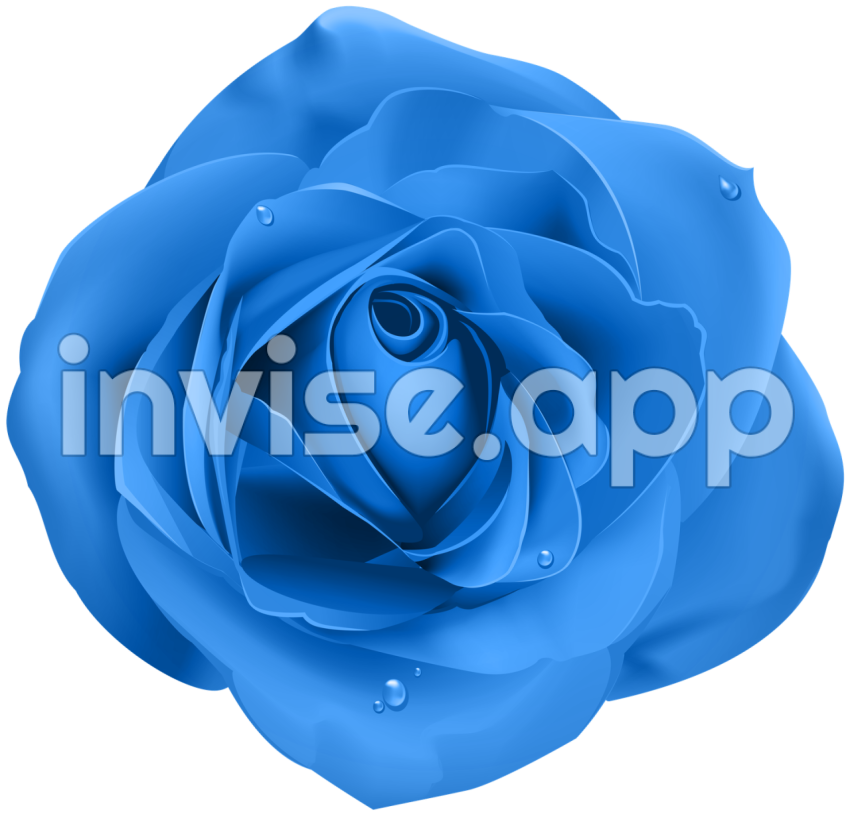 Amazing Blue Roses - Rose Blue Transparent Clip Art Download 8000 7669 Free