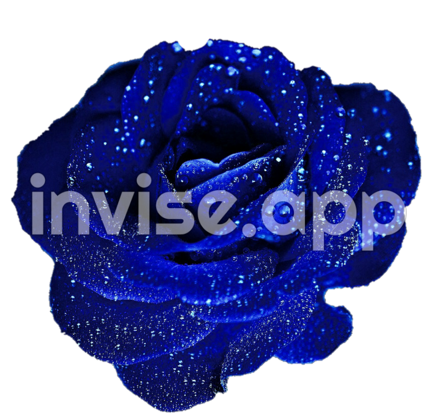 Free Blue Rose Cliparts, Download Free Blue Rose Cliparts Images - Blue Rose Bushes