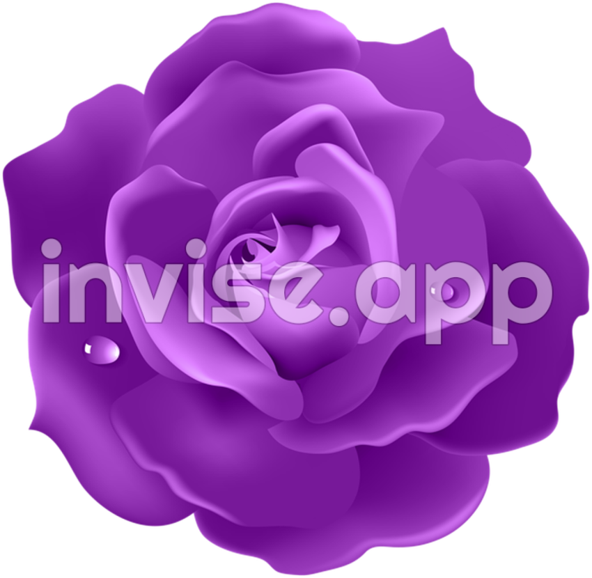 Purple Rose Image Rose , Black Roses Wallpaper, Purple Roses - Black And Purple Roses