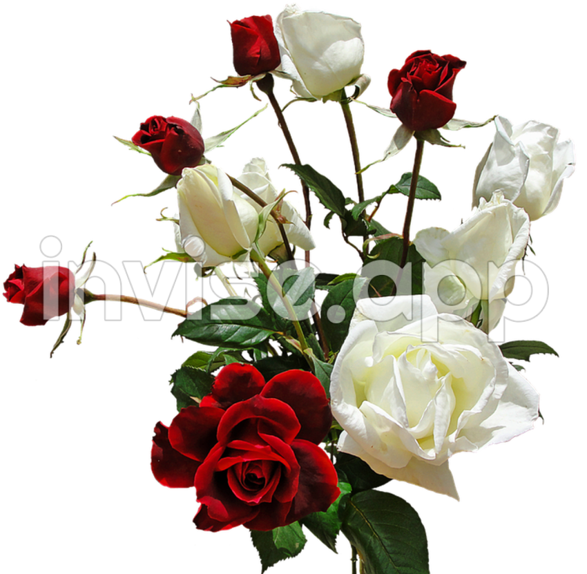 [300+] Bouquet Images Wallpapers - Black Rose Bouquet