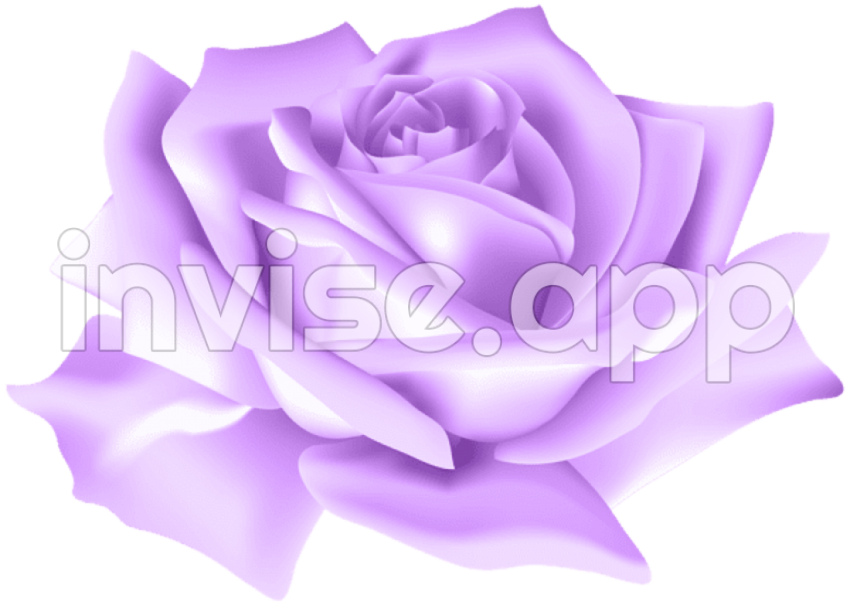 Free Purple Roses , Download Free Purple Roses Images, Free - Black And Purple Roses