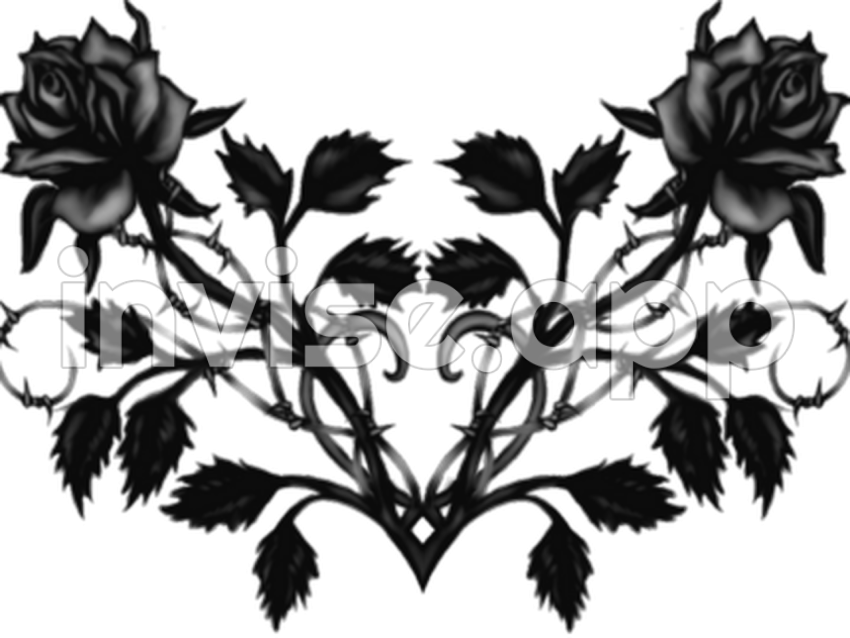 View Vector Black Rose - Black Rose Succulent Plant