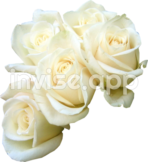 Black Rose Bouquet - Rose Flower Bouquet White Clip Art White Rose Download 549 600