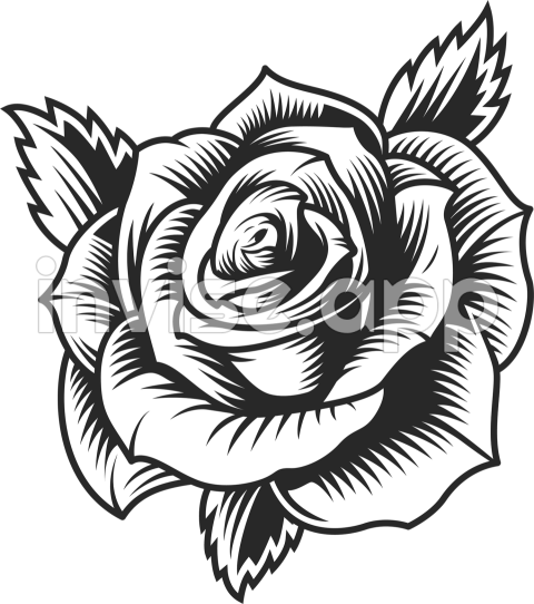 Black Rose Flower Rose Day Rose Image Download Free - Pics Of Black Roses