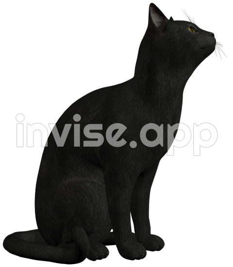 Black Cat Photo Transparent Hq Download Freeimg - Smokey Siberian Cat