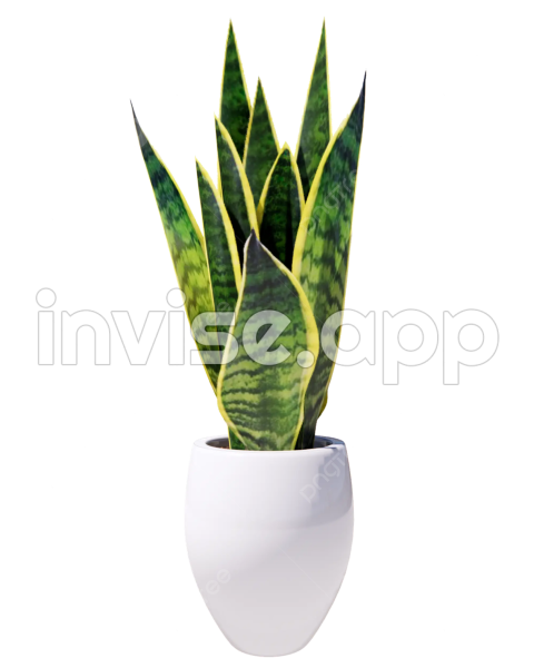 Potted Snake Plant, Sansevieria, Snake Plant With Pot, Architectural Elements Transparent - Royal Purple Smoke Tree