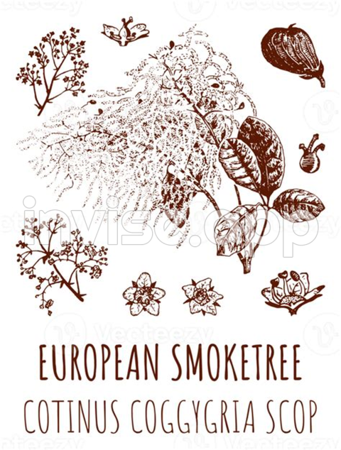 Cotinus Coggygria - Drawings Of European Smoketree Hand Drawn Illustration Latin Name