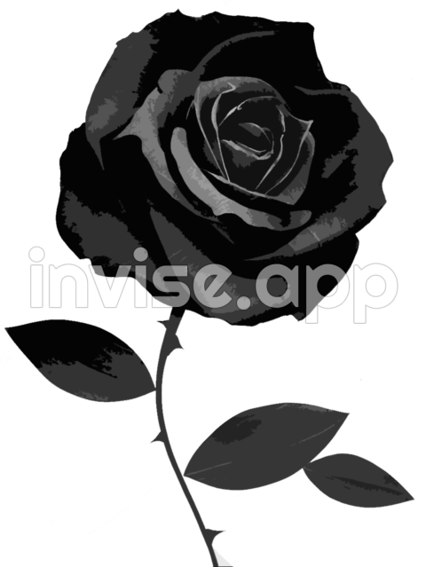 Vector Black And White Rose Free Image - Black Rose Plant