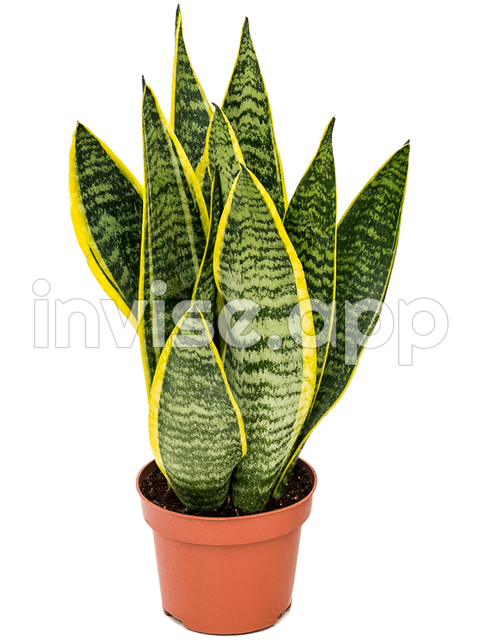 Large Snake Plant Plant Store - Smoke Plant