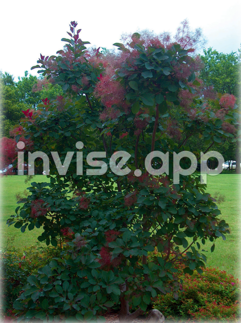 Royal Purple Smoke Tree Bush - Tree Choices For North County San Diego Tree Barber Inc