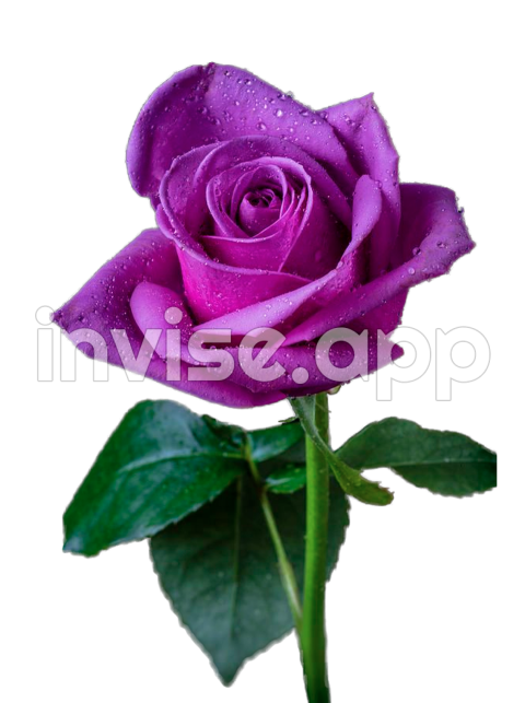 Purple Rose Hd Isolated Mart - Black And Purple Roses