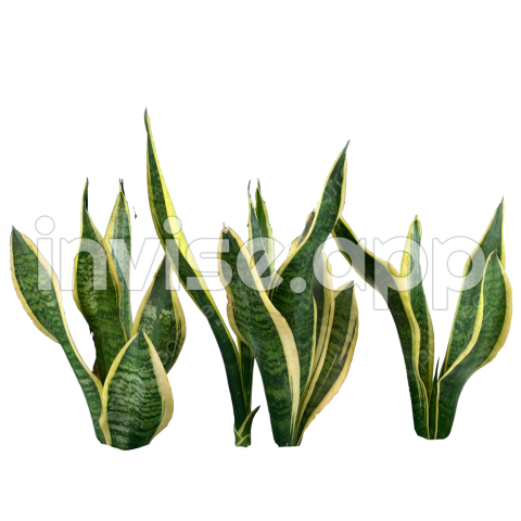 Snake Plant Clipart Images, Snake Plant, Snake Plants, Realistic, Plant Image For Free - Smoke Plant