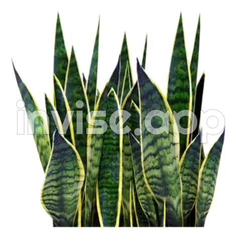 Smoke Plant - Plant Side View Transparent Images Free Download Vector Files Tree