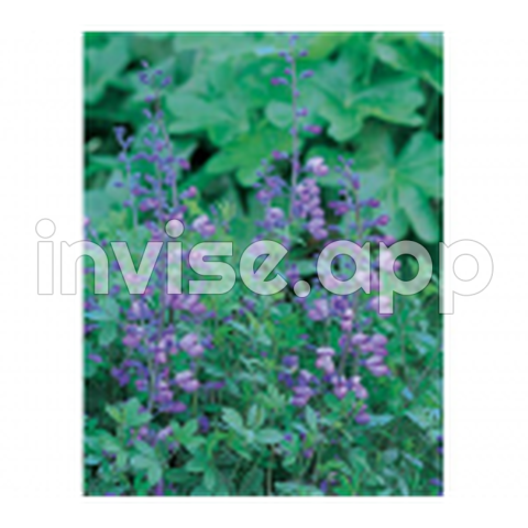 Baptisia Purple Smoke - Asarum Europaeum White Flower Farm