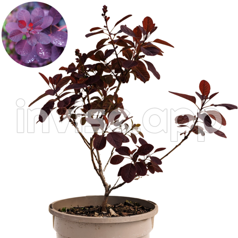 Royal Purple Smoke Tree Bush - B"Smoke Bush Royal Purple Muddy Trowel"