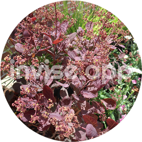 Collection Sunny Spaces Landscape Combo - Royal Purple Smoke Tree Bush