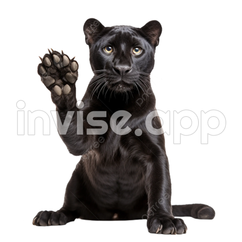 Black Panther The Cat - Black Panther Raises Paw In Curiosity On Transparent Background, Black