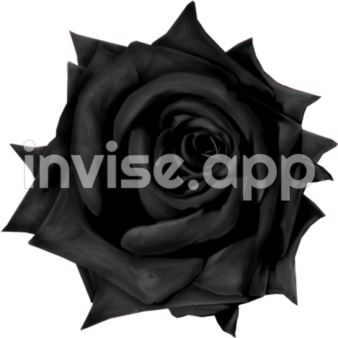 Black Rose 733 Download - Black Rose Varieties