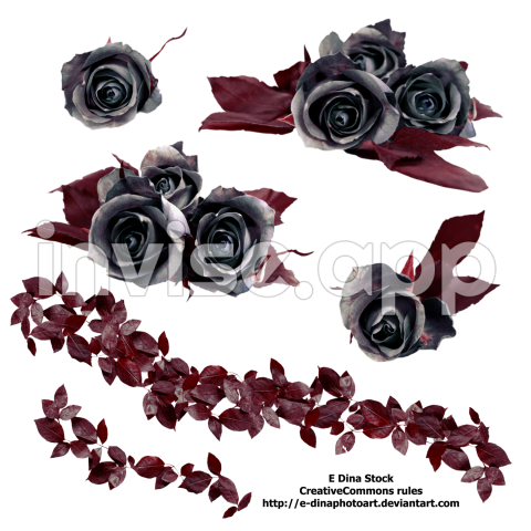 Stock Black Roses By E Dinaphotoart On Deviantart - Black Rose Template