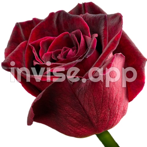 Black Dyed Roses Online With Free Delivery Interrose - Rosa Black Ice