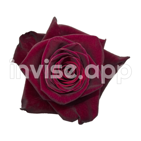 Black Baccara Florecal - Picture Of Black Baccar Roses