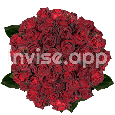 Rosa 'Black Baccara' - Best Dozens Of Red And Assorted Colors Of Roses Globalrose