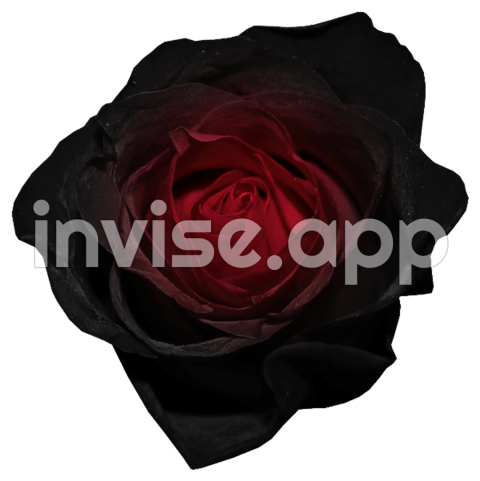 Download High Quality Rose Transparent Black Transparent Images - Black Rose Pic