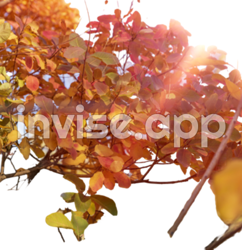 Cotinus , Vector, Psd, And Clipart With Transparent Background For - Cotinus Pink Champagne